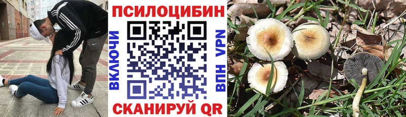 Псилоцибиновые грибы Psilocybe  Купить закладки  Саяногорск 